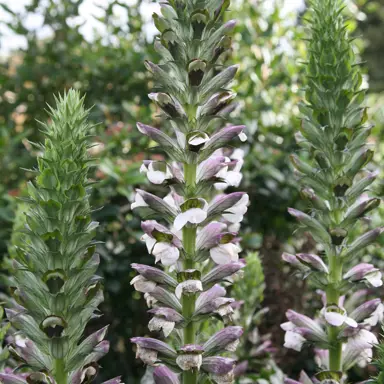 acanthus-hungaricus-2