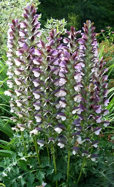 acanthus-hungaricus-3