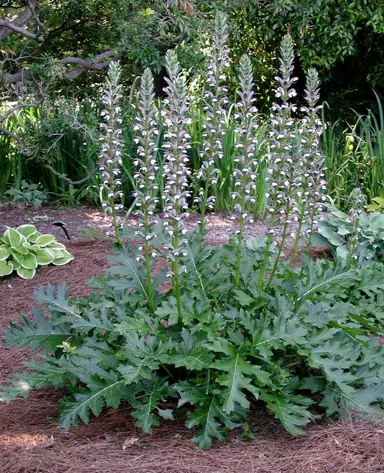 acanthus-mollis-5