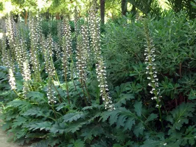 acanthus-mollis-6