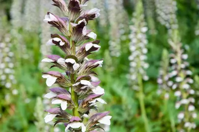 acanthus-mollis-8