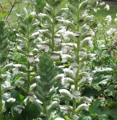 acanthus-rue-ledan-