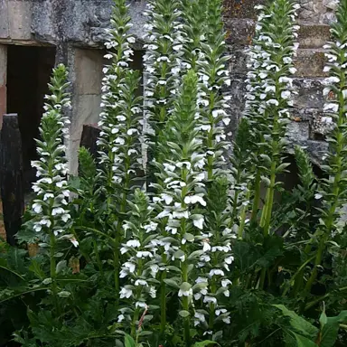 acanthus-rue-ledan-2