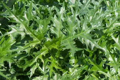 acanthus-spinosus-