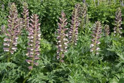 acanthus-spinosus-1