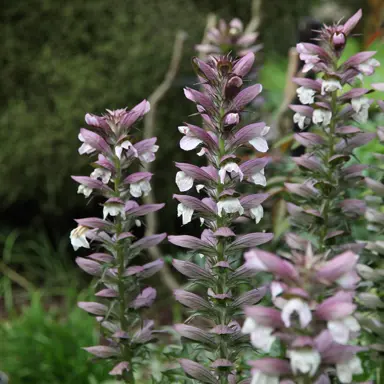 acanthus-spinosus-2