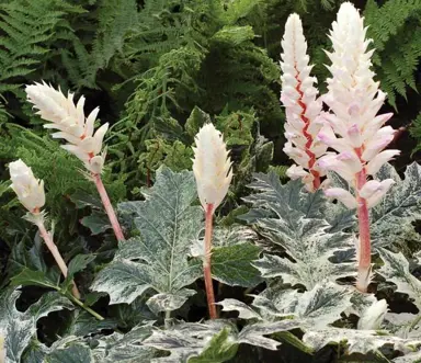 acanthus-whitewater-