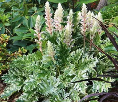 acanthus-whitewater-1