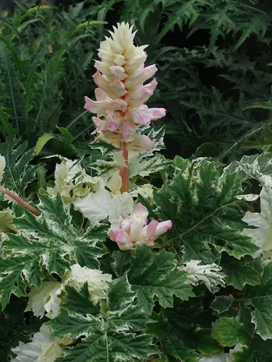 acanthus-whitewater-2