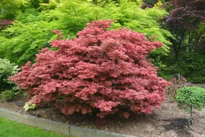 Acer aratama tree with orange-red foliage.