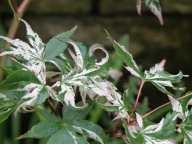 Acer 'Asahi Zuru' green and white variegated foliage.
