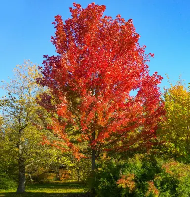 acer-autumn-blaze--1