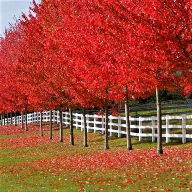 acer-autumn-blaze-