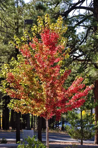 Acer Autumn Fantasy tree with orange and yellow leaves.