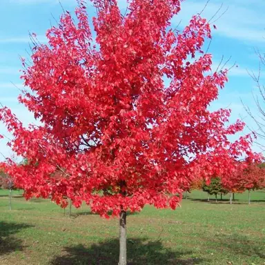 Acer Autumn Red tree.