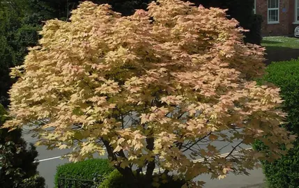 Acer brilliantissimum tree with orange-pink foliage.