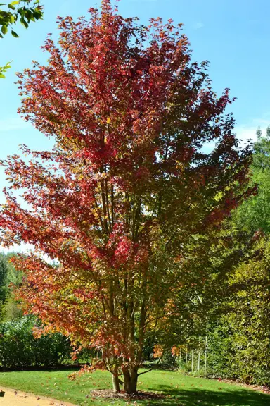 acer-cappadocicum-rubrum-