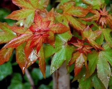 acer-cappadocicum-rubrum-1