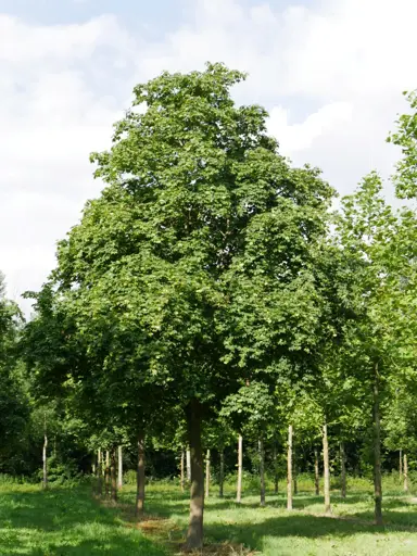 acer-cappadocicum-rubrum-2