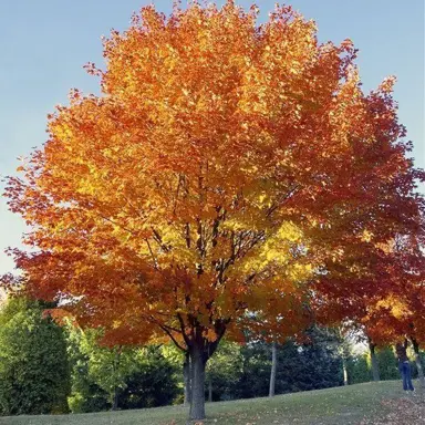 acer-cappadocicum-rubrum-3