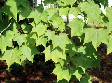 Acer cappadocicum tree with lush green foliage.