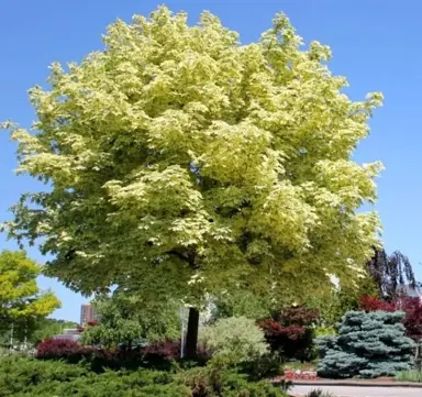 acer-drummondii--1