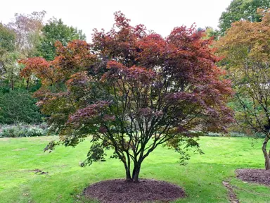 Acer Emperor-1 tree with purple foliage.