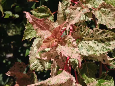 Acer Gracefield colourful foliage.