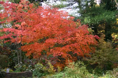 Acer japonicum tree with orange foliage.