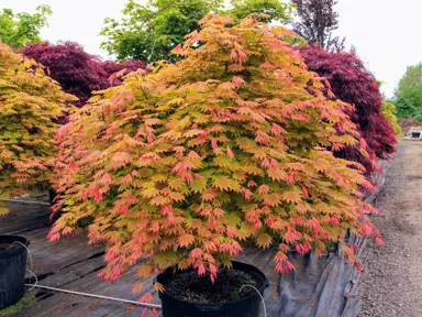 Acer Moonrise tree with orange foliage.