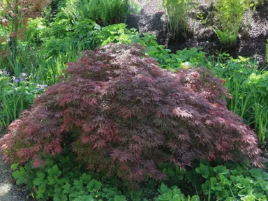 acer-atropurpureum-