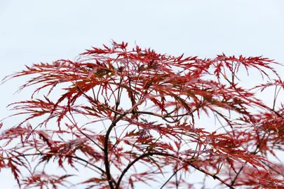 acer-atropurpureum-1