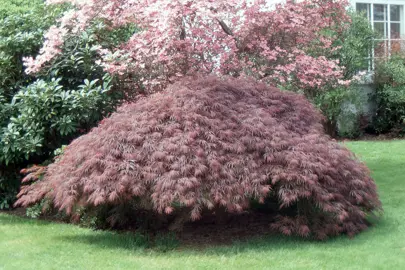 acer-atropurpureum-2