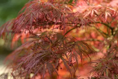 acer-atropurpureum-3