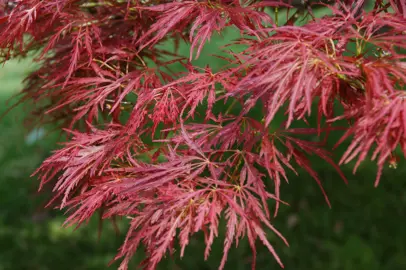 acer-atropurpureum-4