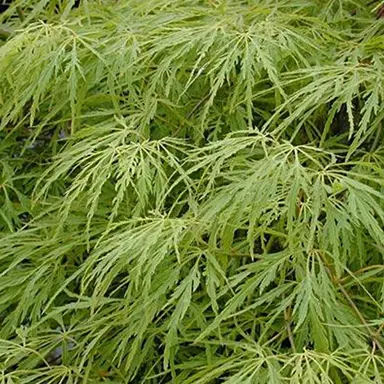 Acer 'Green Mist' foliage.