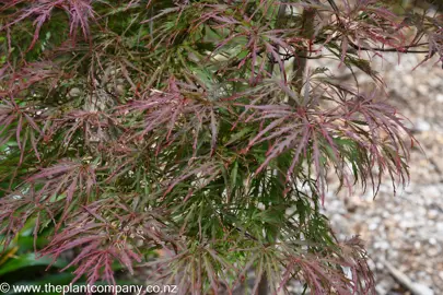 Acer palmatum 'Garnet' foliage.