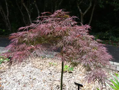 Acer palmatum 'Garnet' small tree.