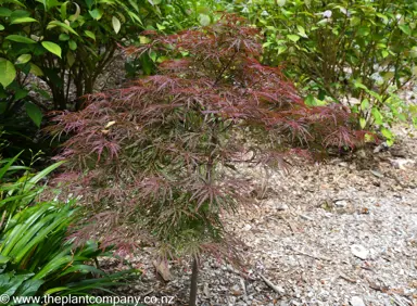 A small Acer palmatum 'Garnet' tree.