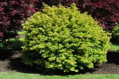 Acer palmatum Hanami Nishiki tree with lush green foliage.