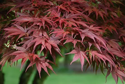 Acer palmatum 'Pixie' dark purple foliage.