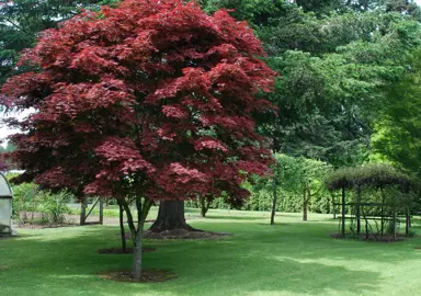 Acer palmatum 'Pixie' tree in a park.