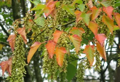 Acer pensylvanicum tree with orange foliage.