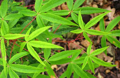 Acer pentaphyllum green foliage.