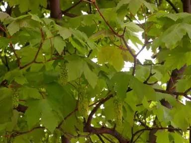 Acer pseudoplatanus tree with green-yellow foliage.