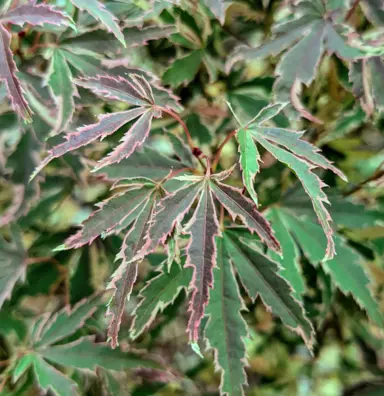 acer-roseo-marginatum--1