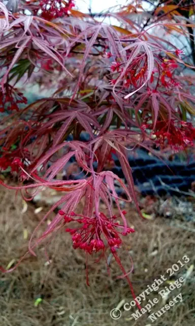 Acer scolopendrifolium rubrum tree with red-purple foliage.