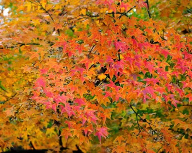 Acer serrulatum orange and red foliage.