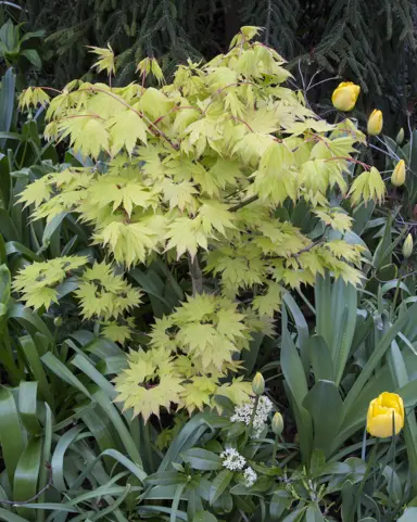 Acer shirasawanum Jordan young tree in a garden.