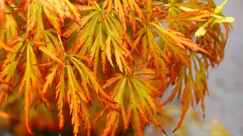 Acer shirasawanum Kawaii tree with orange foliage.